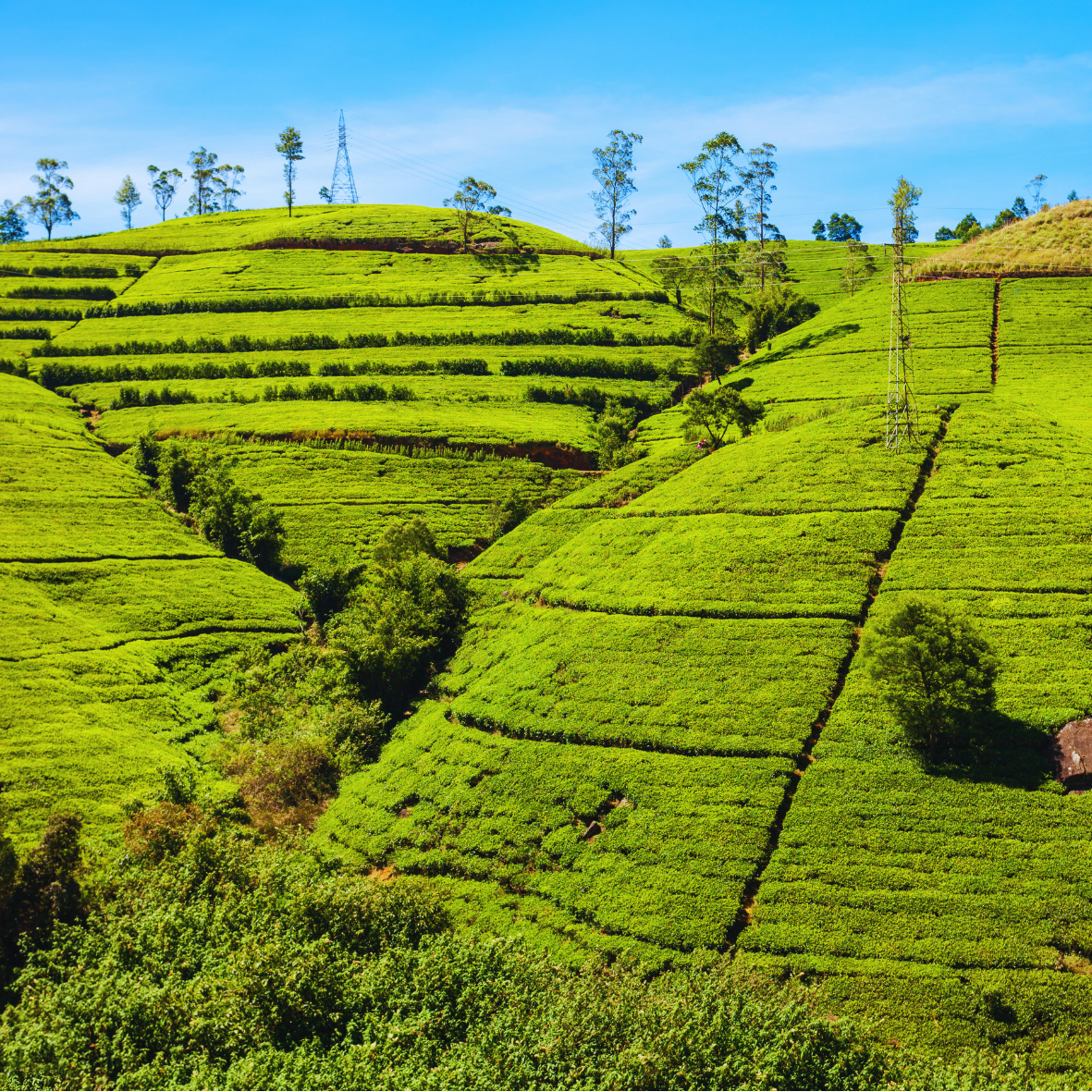 Photo of SRI LANKA & MALEDIVEN - GROEP 1